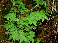 Vaccinium japonicum