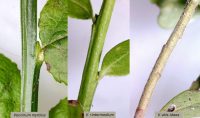 Vaccinium myrtillus