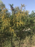 Vachellia farnesiana