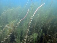 Vallisneria americana