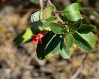 Vanhouttea calcarata