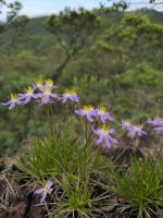 Vellozia graminea