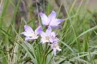 Vellozia intermedia