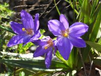 Vellozia resinosa