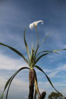 Vellozia tubiflora