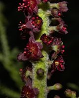 Veratrum nigrum