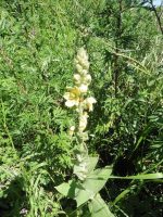 Verbascum densiflorum