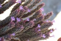 Verbena intercedens