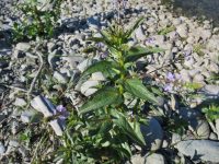 Veronica anagallis-aquatica