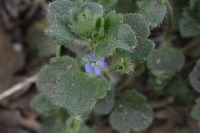 Veronica hederifolia