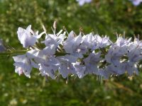 Veronica longifolia