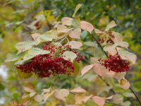 Viburnum dilatatum