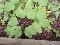 Viburnum edule