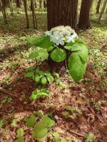 Viburnum lantanoides