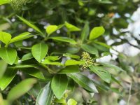Viburnum odoratissimum