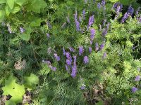 Vicia cracca