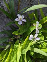 Viola patrinii