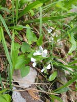 Viola sororia