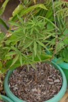 Vitex agnus-castus