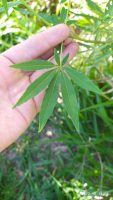 Vitex agnus-castus