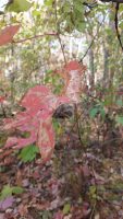 Vitis amurensis