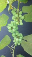 Vitis labrusca