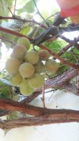 Vitis vinifera