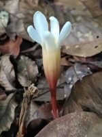 Voyria clavata