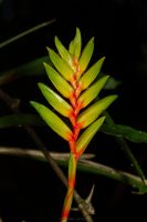 Vriesea pauperrima