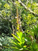 Vriesea philippocoburgii