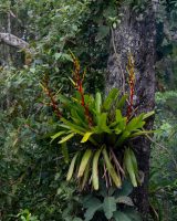 Vriesea triligulata