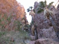 Washingtonia filifera
