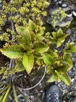 Weinmannia racemosa