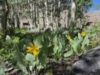 Wyethia mollis