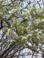 Xanthoceras sorbifolium