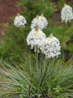 Xerophyllum tenax