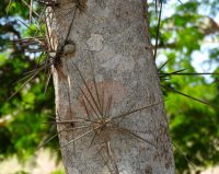 Xylosma intermedia
