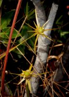 Xyris involucrata