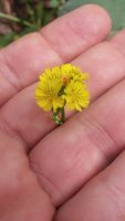 Youngia japonica