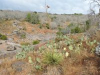 Yucca constricta