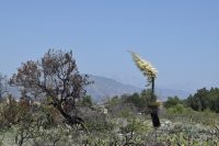 Yucca whipplei