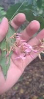 Zollernia glabra