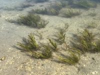 Zostera marina