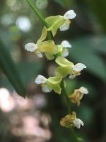 Zygostates bradei
