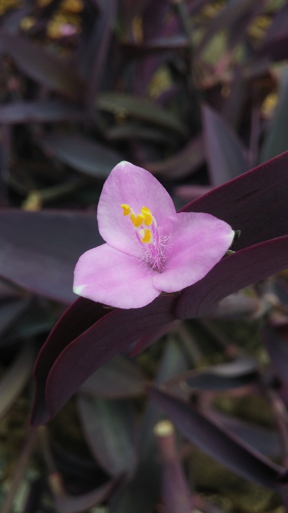 [imagem de Tradescantia pallida]