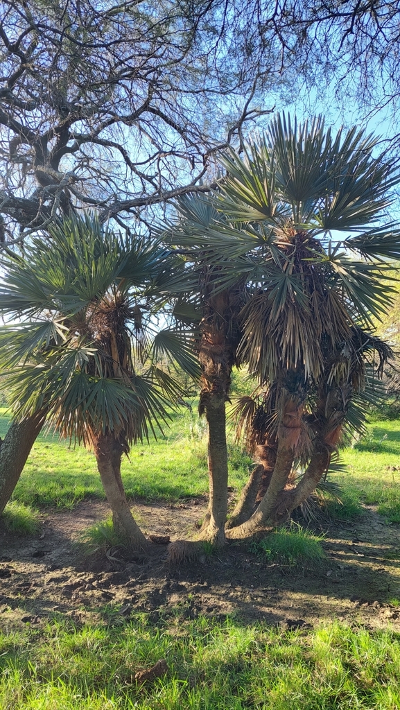 [imagem de Trithrinax campestris]