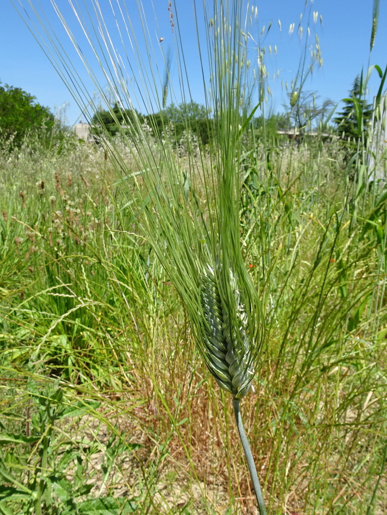 [imagem de Triticum durum]