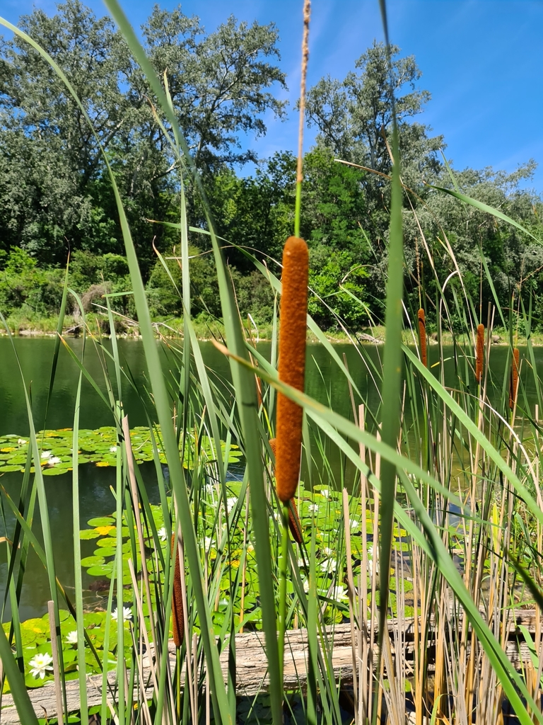 [imagem de Typha angustifolia]