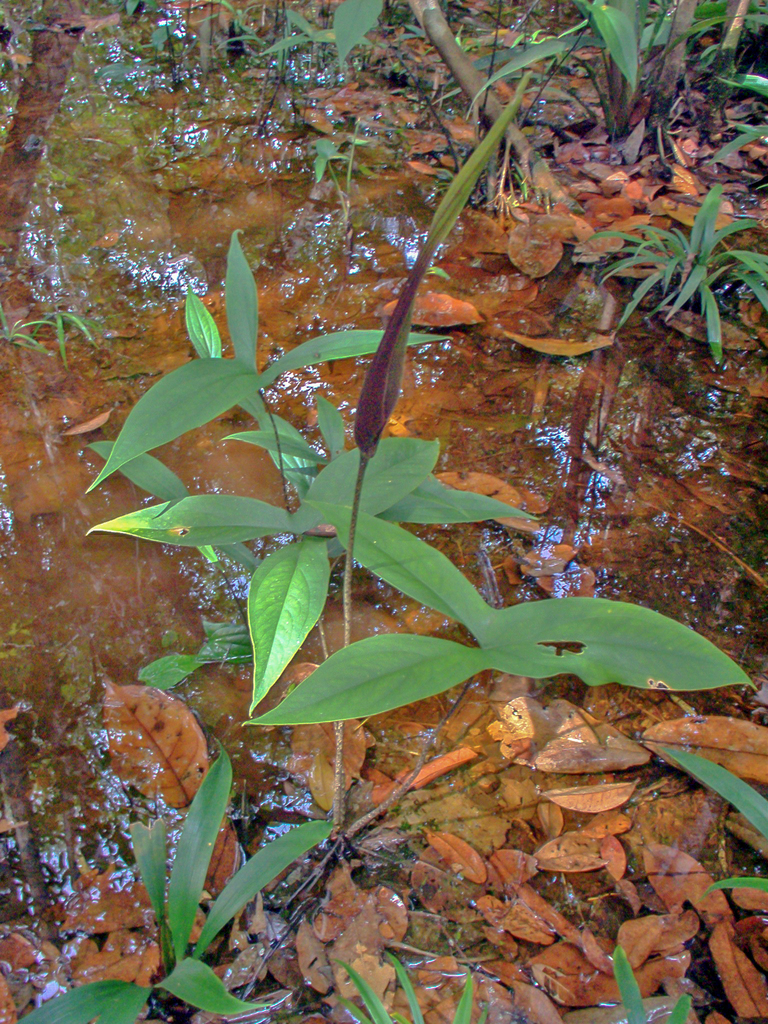 Urospatha sagittifolia