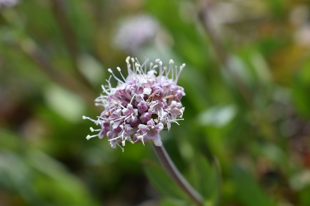 [imagem de Valeriana capitata]